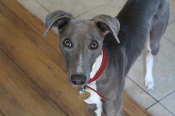 Ava, Whippet