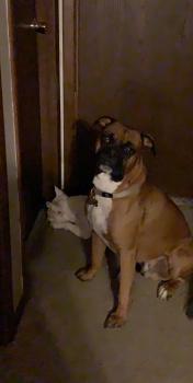 Tripp, Boxer