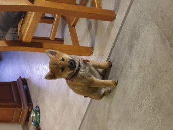 Kimiko, Shiba Inu Japonés