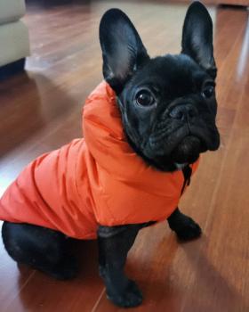 Mia, Bulldog Francés