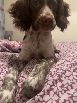 Milo, Cocker Spaniel Inglés