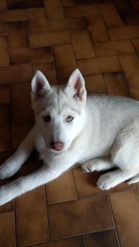 Pyuma, Husky Siberiano