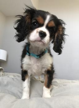 Frances Bean, Cavalier King Charles Spaniel