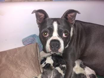 Nova, Boston Terrier