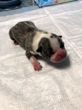 Seth, Boston Terrier