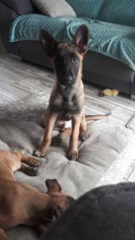 Slash, Berger Malinois
