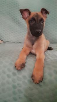 Sun, Berger Malinois
