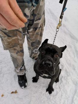 Duke, Cane Corso