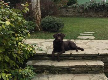 Ulaph "You Laugh" Yulaf, Labrador Retriever