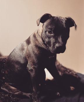 Leon, Staffordshire Bull Terrier