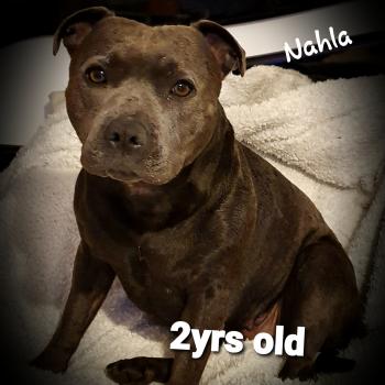 Nahla Blu, Staffordshire Bull Terrier