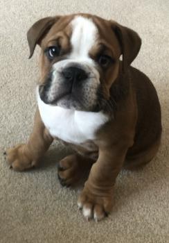 Derek, Bulldog