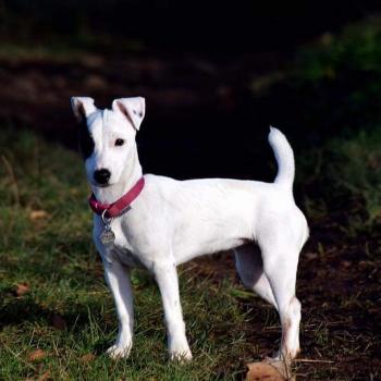 Peggy, Parson Jack Russell Terrier (De Pelaje Corto - Suave)