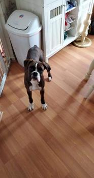 Titus, Boxer