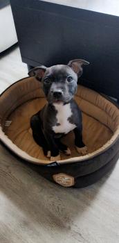 Lina, Staffordshire Bull Terrier