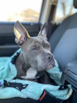 Titanium, Bulldog americano