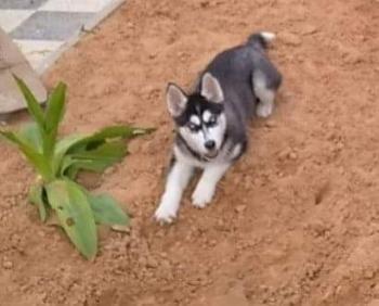 Liza, Husky Siberiano