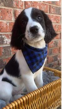 Oakley, Springer spaniel inglés