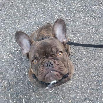Pichu, Bulldog Francés