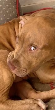 Twix, American staffordshire terrier