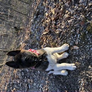 Kosmo Ko, Akita Japonés