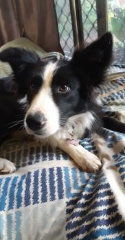 Emma, Border Collie