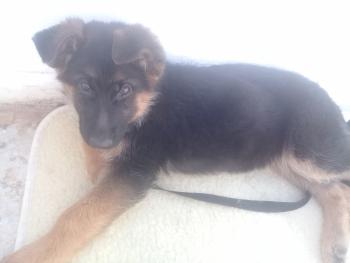 Laika, Perro Pastor Alemán