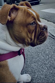 Rosa????????????, Bulldog americano