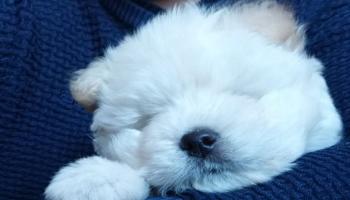 Jax, Chow Chow