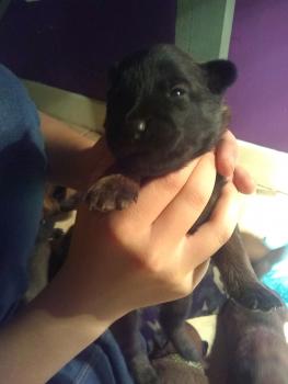 Ruby, Pastor Belga Malinois