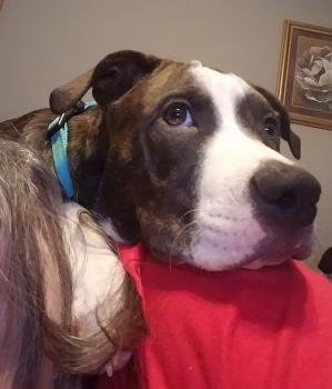 Snickers, Staffordshire Bull Terrier