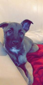 Priskah, Pastor Belga Malinois