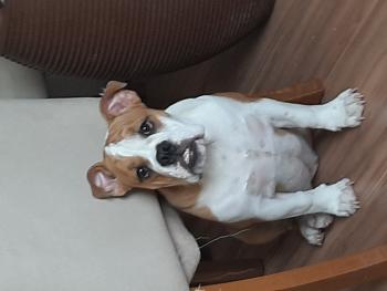 Fiona, Bulldog