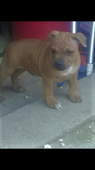 ricky, Staffordshire Bull Terrier