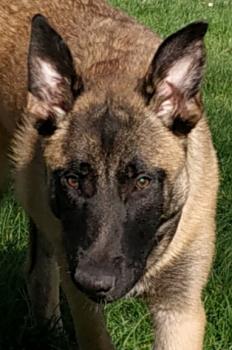 Paco, Pastor Belga Malinois