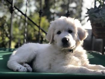 Arthur, Pyrenean Mountain Dog