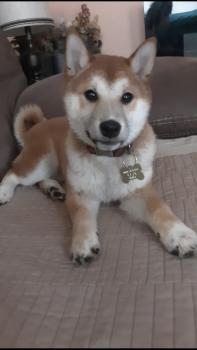 Phoenix, Shiba Inu Japonés