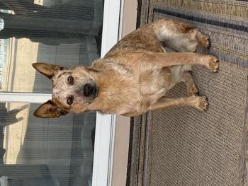 Ginger, Perro australiano del ganado
