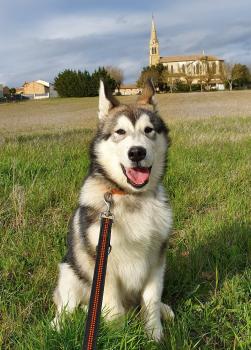 Pathus, Malamute De Alaska
