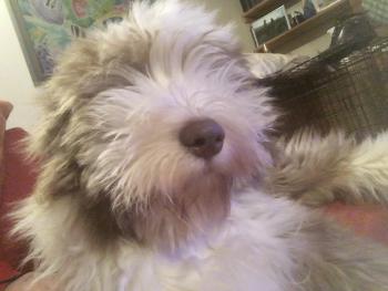 Nell, Bearded Collie