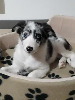 louna, Border Collie