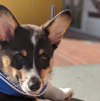 Winston, Welsh Corgi Pembroke