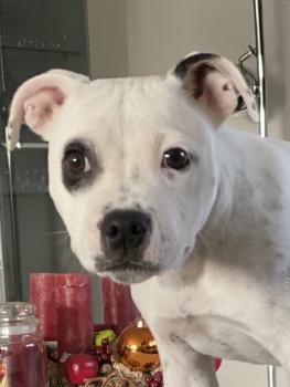 Phoenix, Staffordshire Bull Terrier