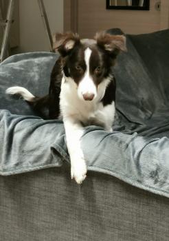 Kiara, Border Collie