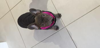 Poppy, Bulldog Francés