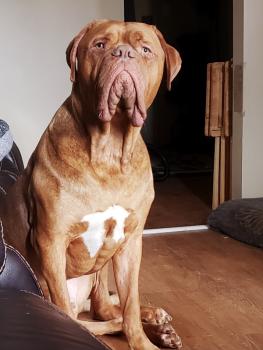 King, Dogo De Burdeos