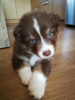 Koda, Pastor Australiano