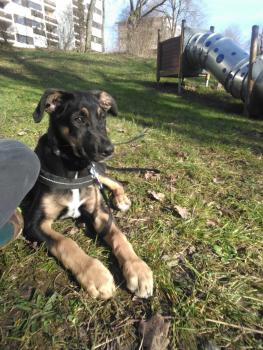 Malou, Beauceron