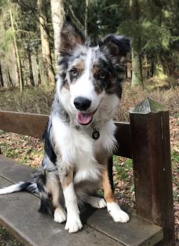 Poopy, Border Collie