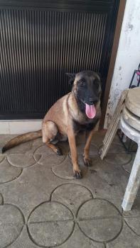 Lucy, Pastor Belga